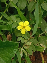 Tribulus terrestris