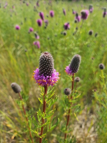 Dalea purpurea