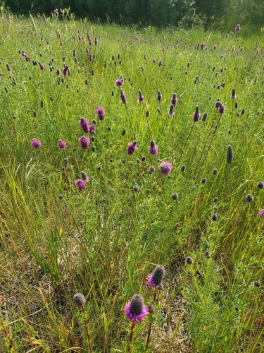 Dalea purpurea