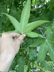 Liquidambar styraciflua