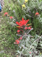 Castilleja foliolosa