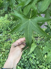 Liquidambar styraciflua