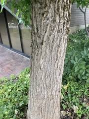 Liquidambar styraciflua