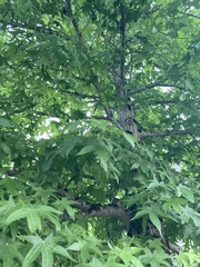 Liquidambar styraciflua