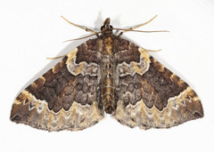 Eulithis flavibrunneata