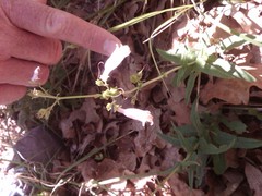 Penstemon laxiflorus