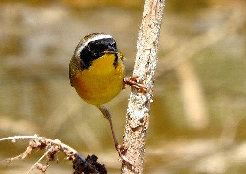 Mascarita común (Geothlypis trichas)