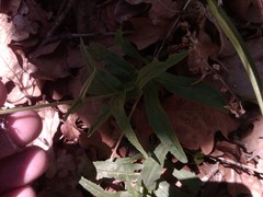 Penstemon laxiflorus