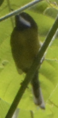 Apalis jacksoni