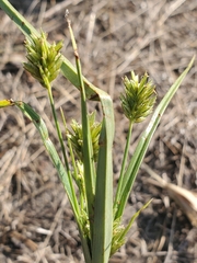 Cyperus schweinitzii