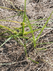 Cyperus schweinitzii