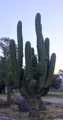 Trichocereus terscheckii