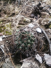 Mammillaria wagneriana