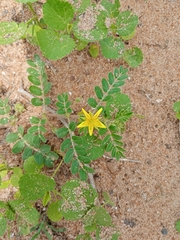Tribulus terrestris