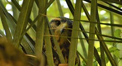 Parabuteo unicinctus