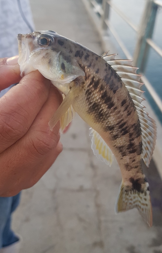 Aguavina (Diplectrum radiale) — Serranidae