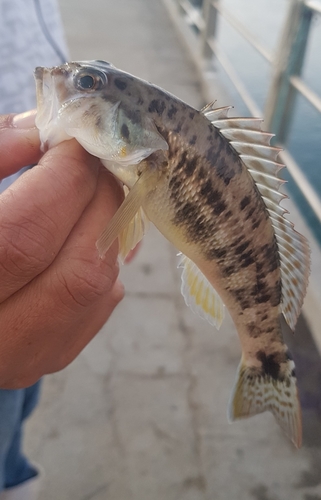 Aguavina (Diplectrum radiale) — Serranidae
