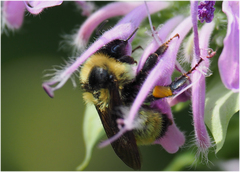 Bombus fervidus