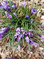 Crocus vernus