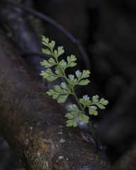 Asplenium dareoides