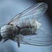 photo of Hunter Fly (Coenosia attenuata)