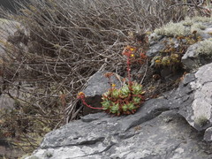Dudleya caespitosa