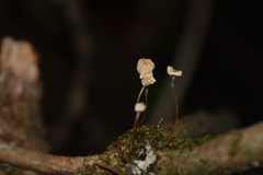 Mycena carolinensis