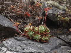 Dudleya caespitosa