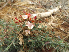 Acmispon cytisoides