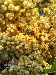 Agapostemon melliventris