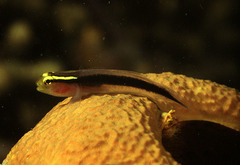 Shortstripe Goby photo 1