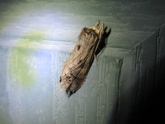 Dasylophia thyatiroides