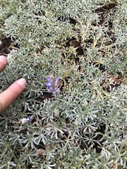 Lupinus breweri breweri