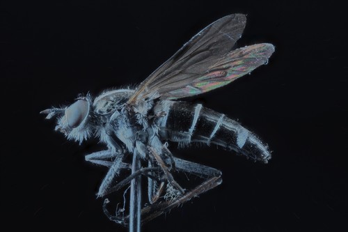 photo of (Ozodiceromyia)