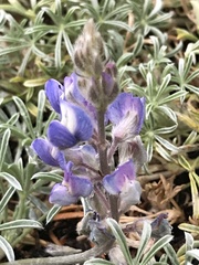 Lupinus breweri breweri