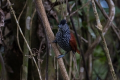 Thamnophilus palliatus