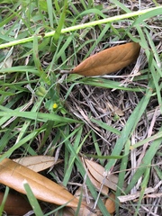 Medicago lupulina