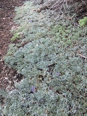 Lupinus breweri breweri