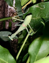 Stagmomantis limbata