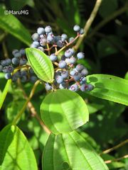 Miconia oligotricha