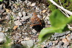 Euphydryas anicia