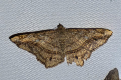 Chiasmia azataria