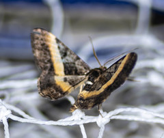 Harutalcis vialis