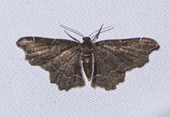 Hastina caeruleolineata