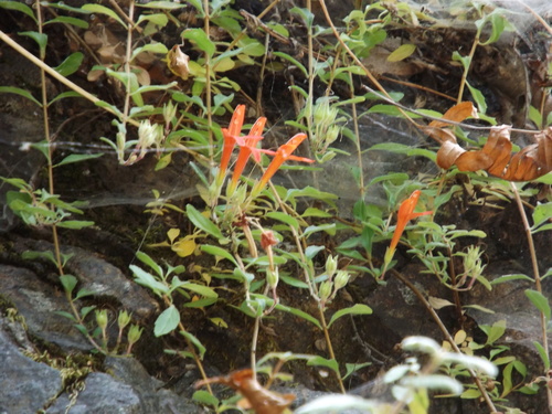 Image of Keckiella corymbosa by (c) Amy, some rights reserved (CC BY)