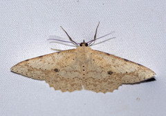 Luxiaria tephrosaria