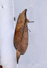 Kunugia lineata