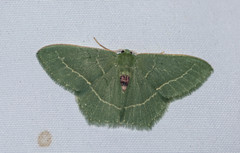 Chlorissa distinctaria
