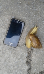 Cochlitoma granulata