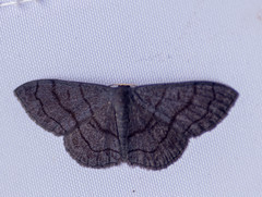 Scopula violacea